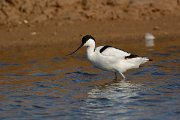 DPP - Wildlife Photography - Avocet - A