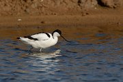 DPP - Wildlife Photography - Avocet - B