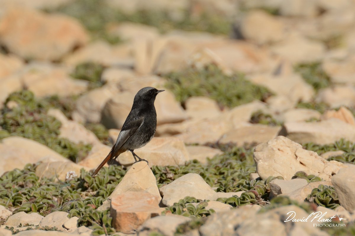 DPP - Wildlife Photography - Black redstart - A.jpg - Black redstart, male - Cabo de São Vicente