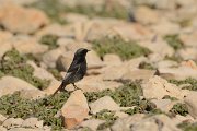 DPP - Wildlife Photography - Black redstart - A