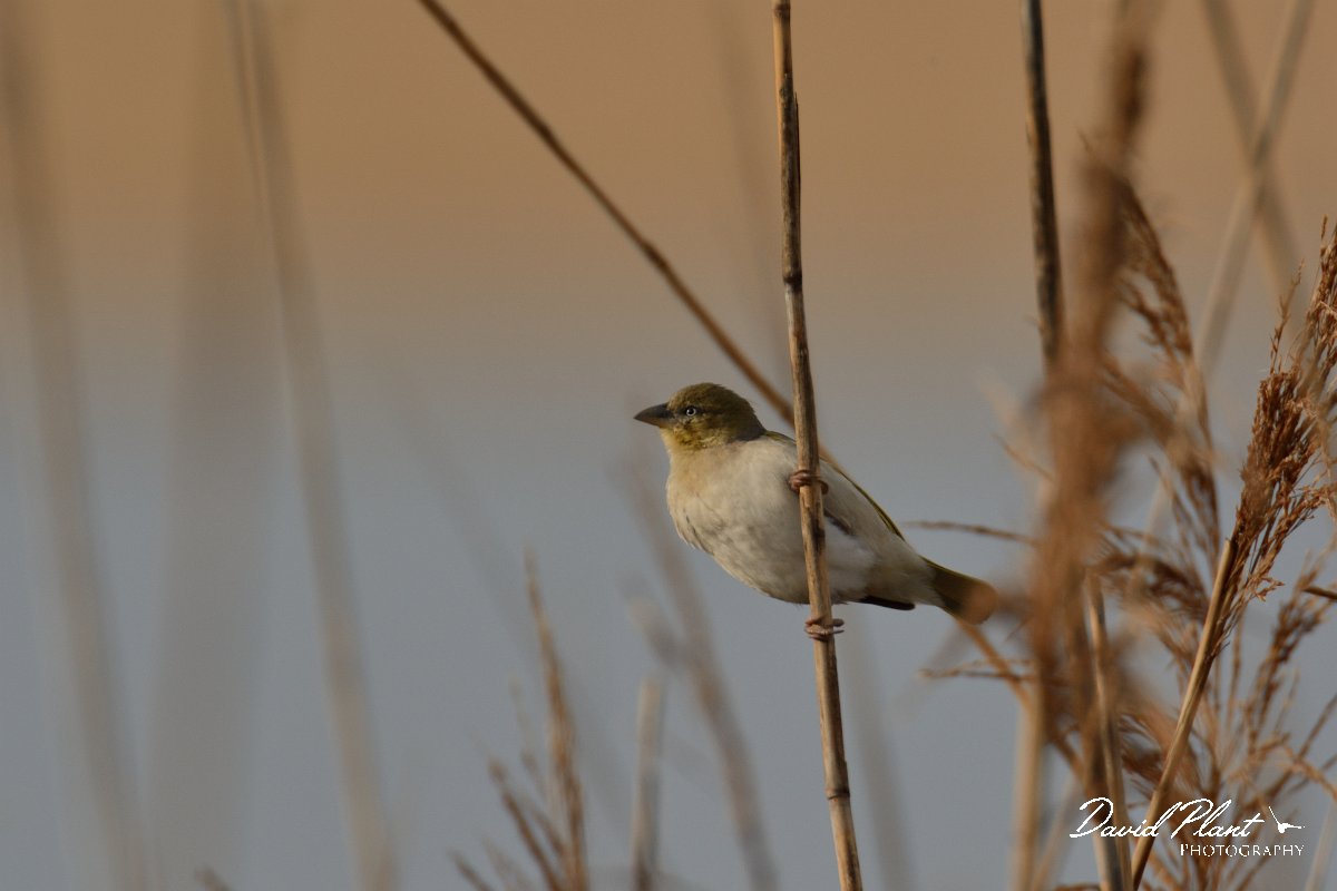 DPP - Wildlife Photography - Black-headed weaver - A.jpg - Black-headed weaver - Foz do Almargem