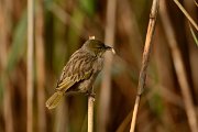 DPP - Wildlife Photography - Black-headed weaver - C