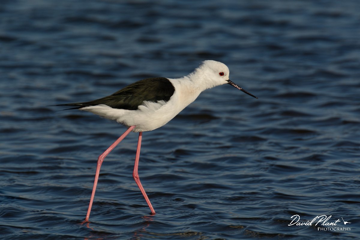 DPP - Wildlife Photography - Black-winged stilt - C.jpg - Black-winged stilt - Arraial Ferreira Neto