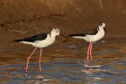 DPP - Wildlife Photography - Black-winged stilt - A