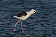 DPP - Wildlife Photography - Black-winged stilt - C