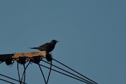 DPP - Wildlife Photography - Blue rock thrush - A