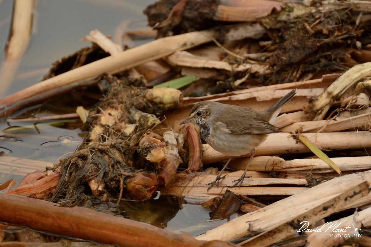 DPP - Wildlife Photography - Bluethroat - A.jpg - Bluethroat - Lagoa de São Lourenco