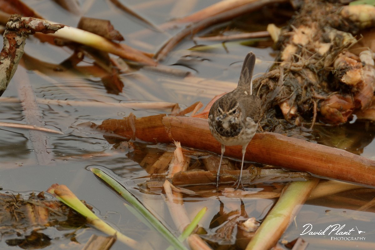 DPP - Wildlife Photography - Bluethroat - B.jpg - Bluethroat - Lagoa de São Lourenco