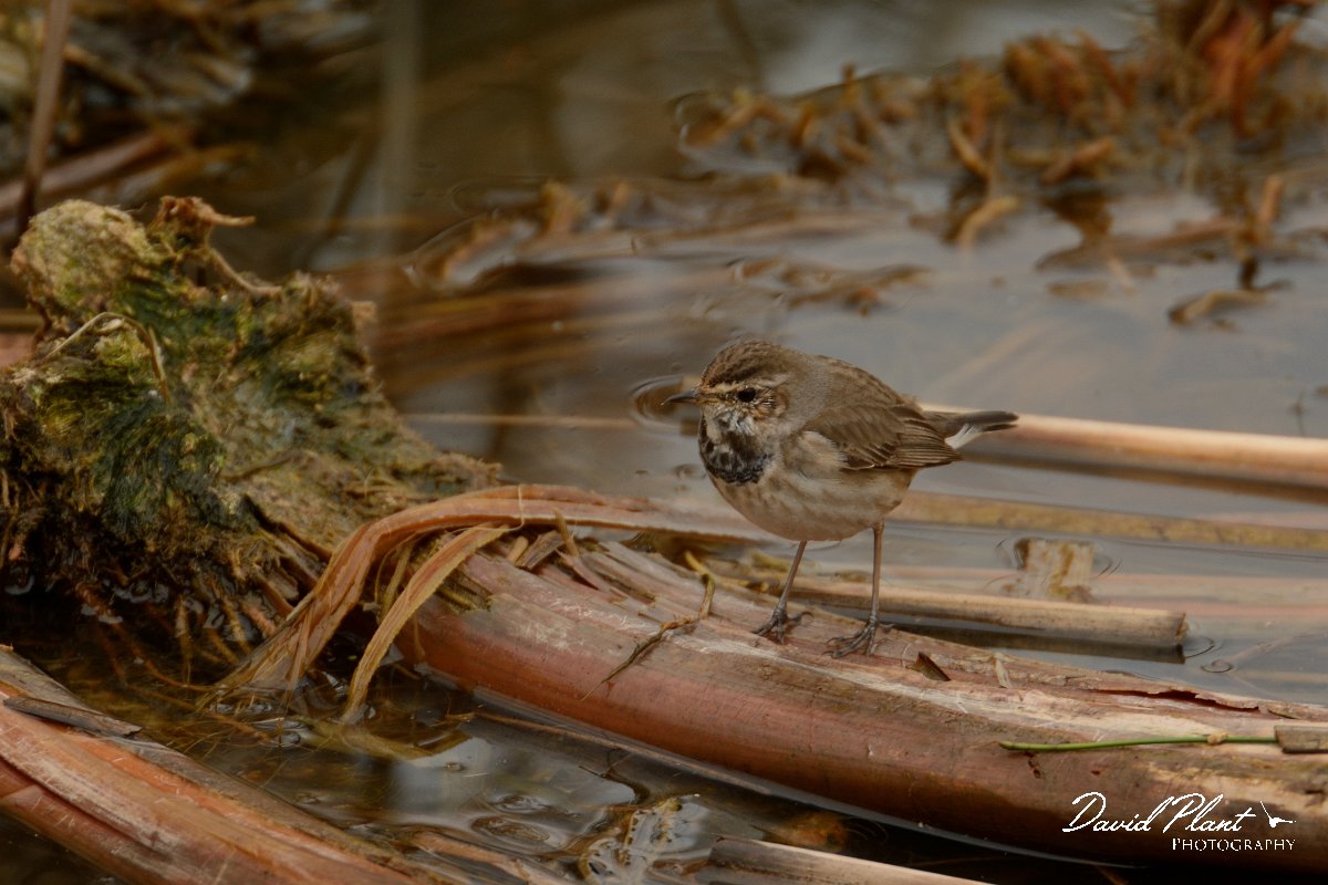 DPP - Wildlife Photography - Bluethroat - C.jpg - Bluethroat - Lagoa de São Lourenco