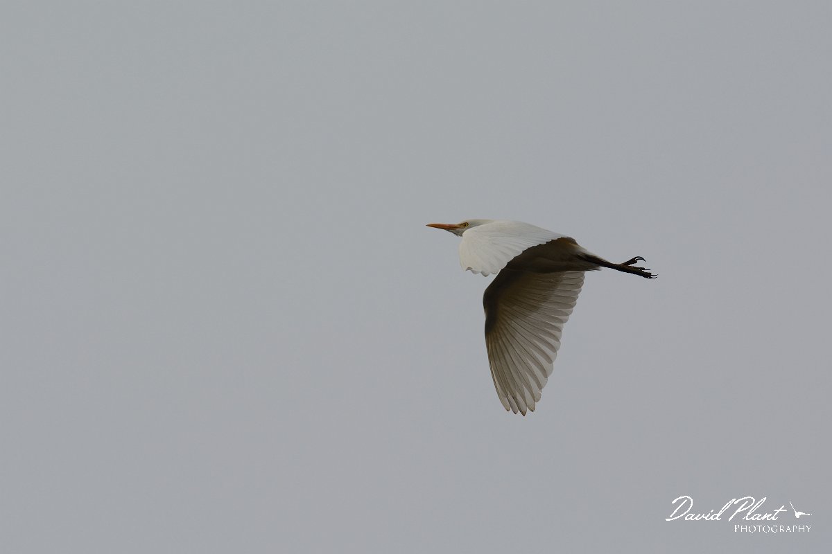 DPP - Wildlife Photography - Cattle egret - A.jpg - Cattle egret - Foz do Almargem
