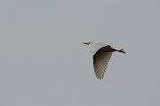 DPP - Wildlife Photography - Cattle egret - A