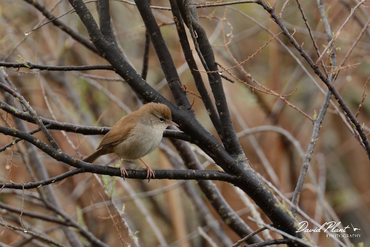 DPP - Wildlife Photography - Cetti's warbler - A.jpg - Cetti's warbler - Foz do Almargem