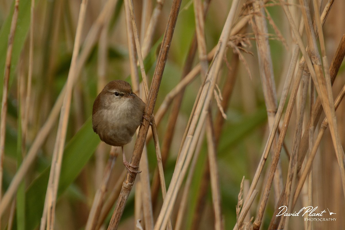 DPP - Wildlife Photography - Cetti's warbler - B.jpg - Cetti's warbler - Foz do Almargem