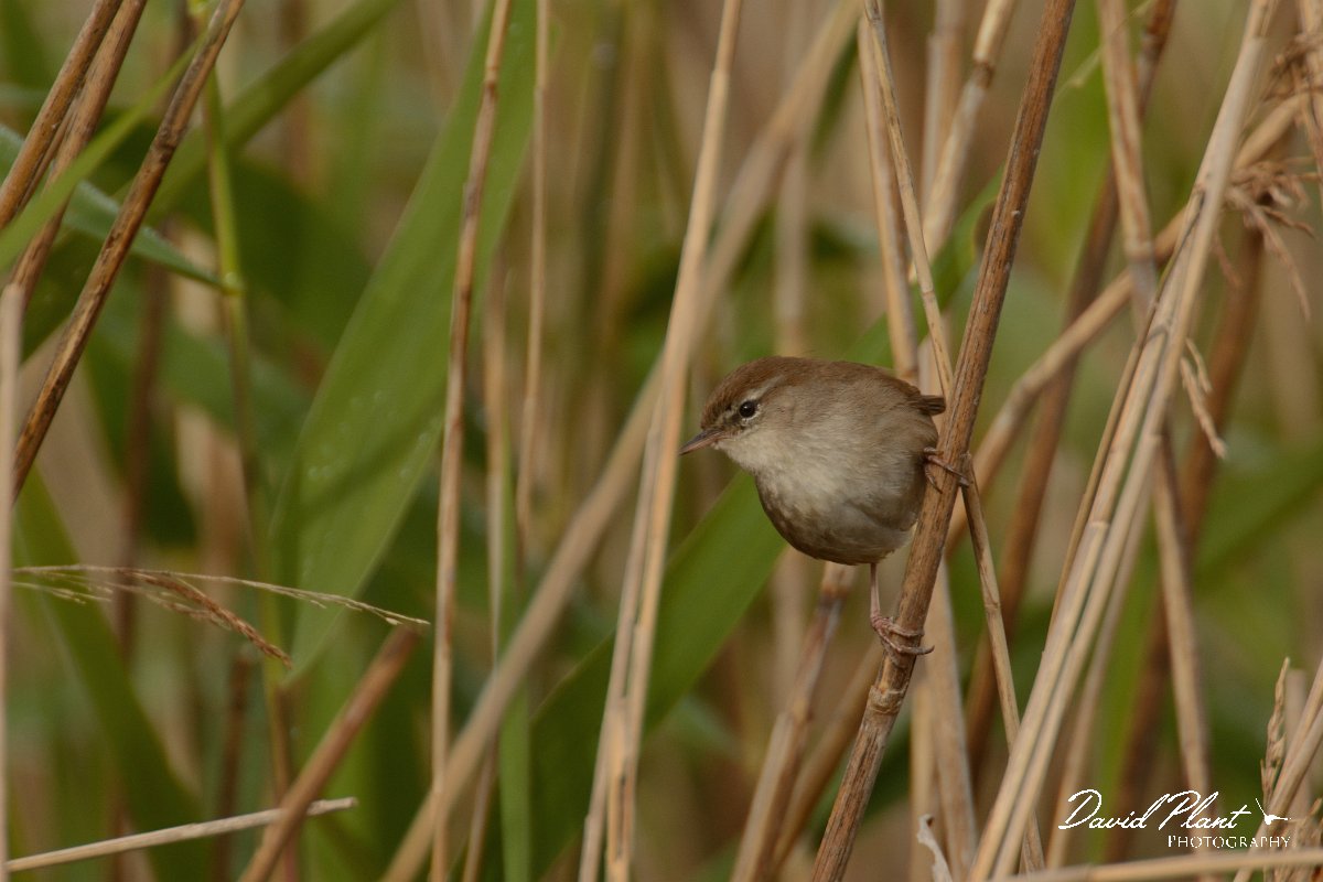 DPP - Wildlife Photography - Cetti's warbler - C.jpg - Cetti's warbler - Foz do Almargem