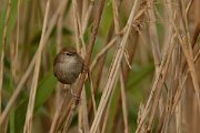 DPP - Wildlife Photography - Cetti's warbler - B