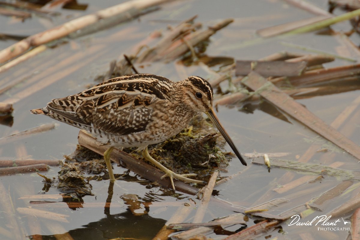 DPP - Wildlife Photography - Common snipe - D.jpg - Common snipe walking - Lagoa de São Lourenco
