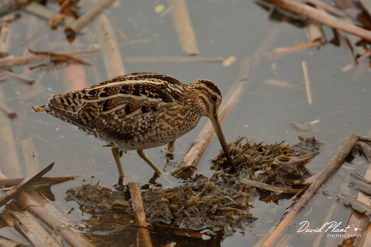 DPP - Wildlife Photography - Common snipe - E.jpg - Common snipe - Lagoa de São Lourenco