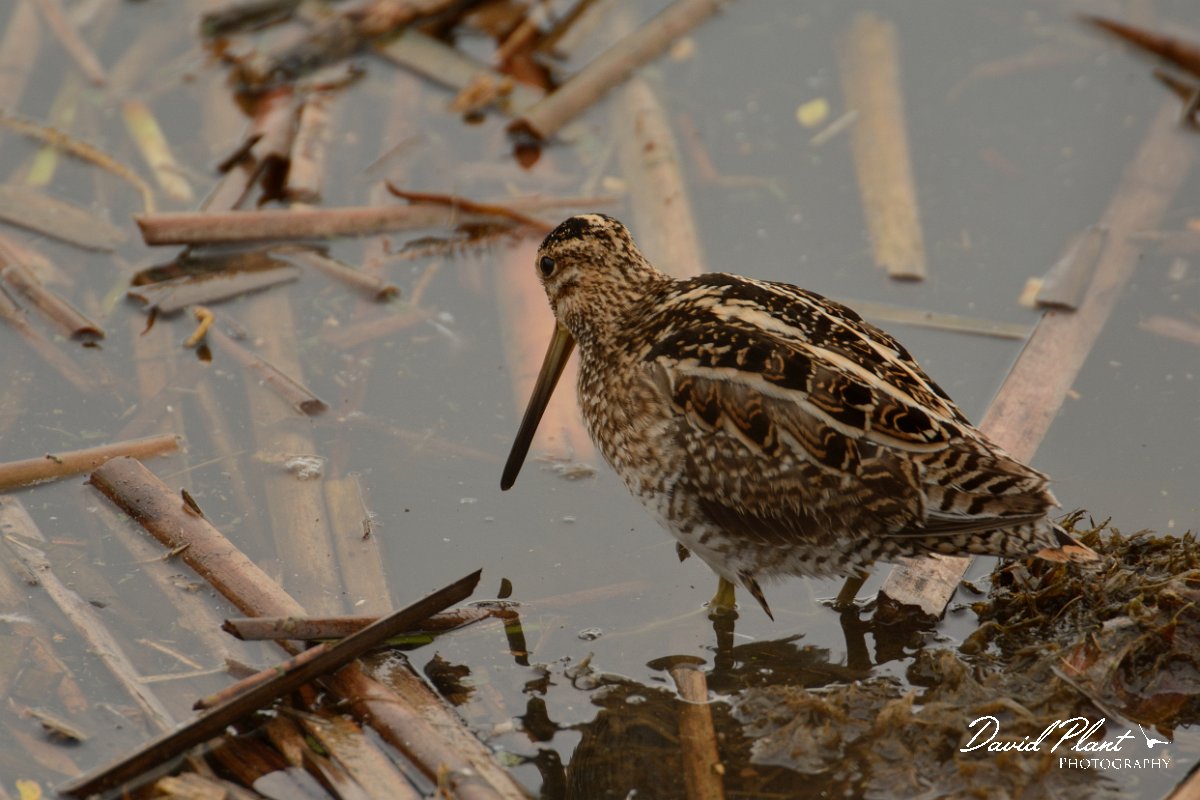 DPP - Wildlife Photography - Common snipe - F.jpg - Common snipe - Lagoa de São Lourenco