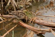 DPP - Wildlife Photography - Common snipe - B