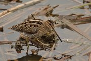 DPP - Wildlife Photography - Common snipe - D