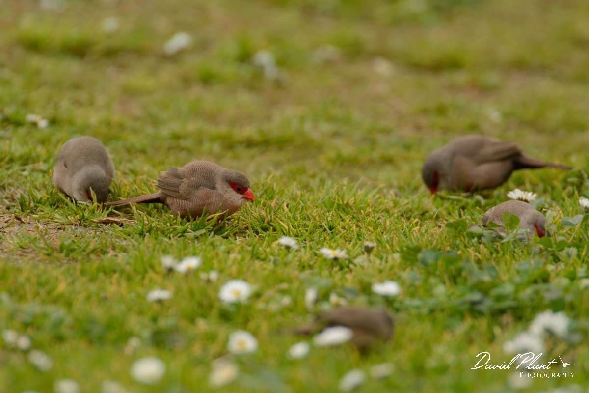 DPP - Wildlife Photography - Common waxbill - A.jpg - Common waxbill flock - Lagoa de São Lourenco