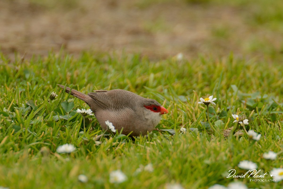DPP - Wildlife Photography - Common waxbill - B.jpg - Common waxbill - Lagoa de São Lourenco