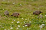 DPP - Wildlife Photography - Common waxbill - A