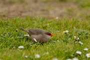 DPP - Wildlife Photography - Common waxbill - B