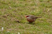 DPP - Wildlife Photography - Common waxbill - C
