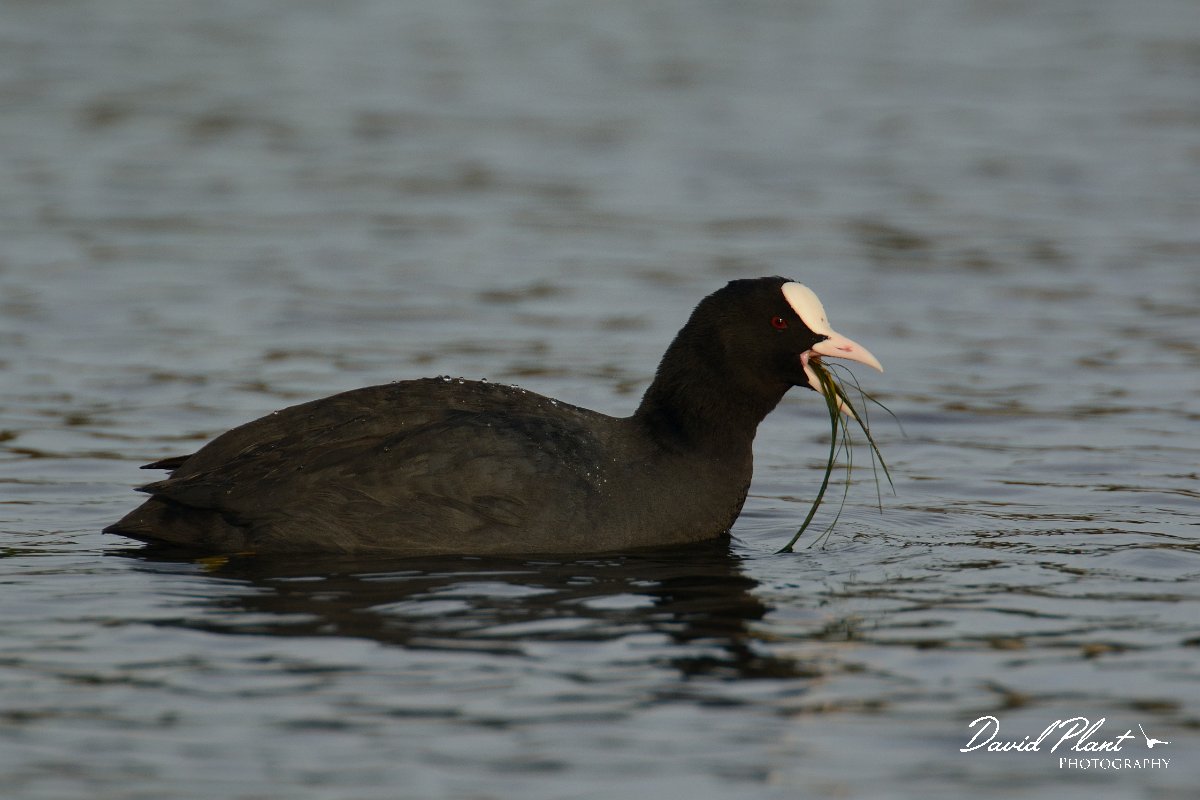 DPP - Wildlife Photography - Coot - A.jpg - Coot with weed - Foz do Almargem