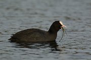 DPP - Wildlife Photography - Coot - A