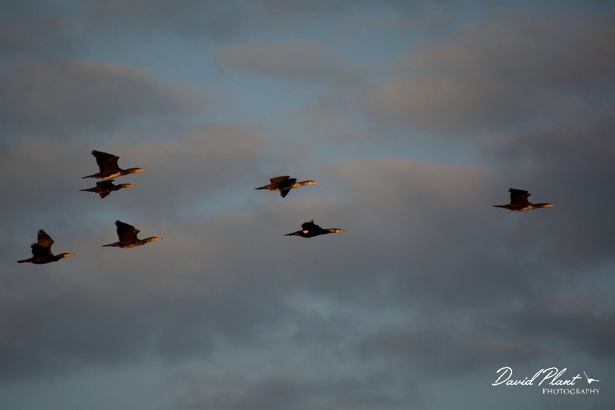 DPP - Wildlife Photography - Cormorant - A.jpg - Cormorants in flight at sunset - Praia do Alvor