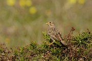 DPP - Wildlife Photography - Corn bunting - A
