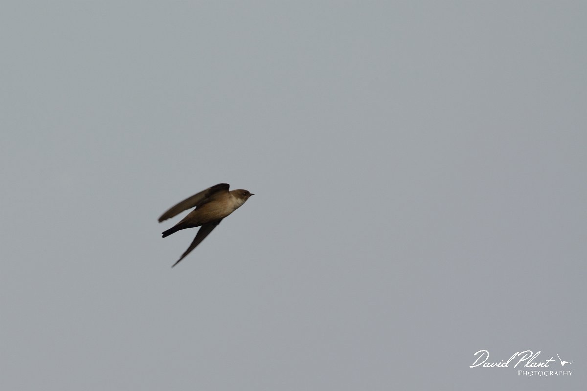 DPP - Wildlife Photography - Crag martin - A.jpg - Crag martin - Foz do Almargem