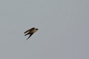 DPP - Wildlife Photography - Crag martin - A