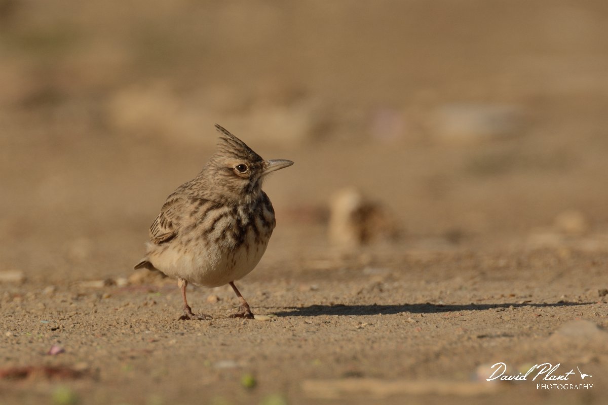 DPP - Wildlife Photography - Crested lark - A.jpg - Crested lark - Arraial Ferreira Neto