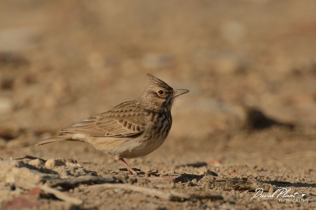 DPP - Wildlife Photography - Crested lark - C.jpg - Crested lark - Arraial Ferreira Neto