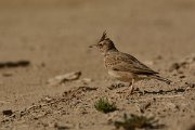 DPP - Wildlife Photography - Crested lark - E