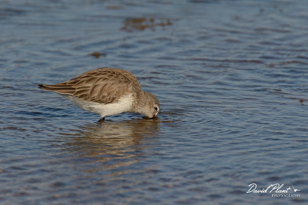 DPP - Wildlife Photography - Dunlin - A.jpg - Dunlin feeding - Sitio das 4 Aguas