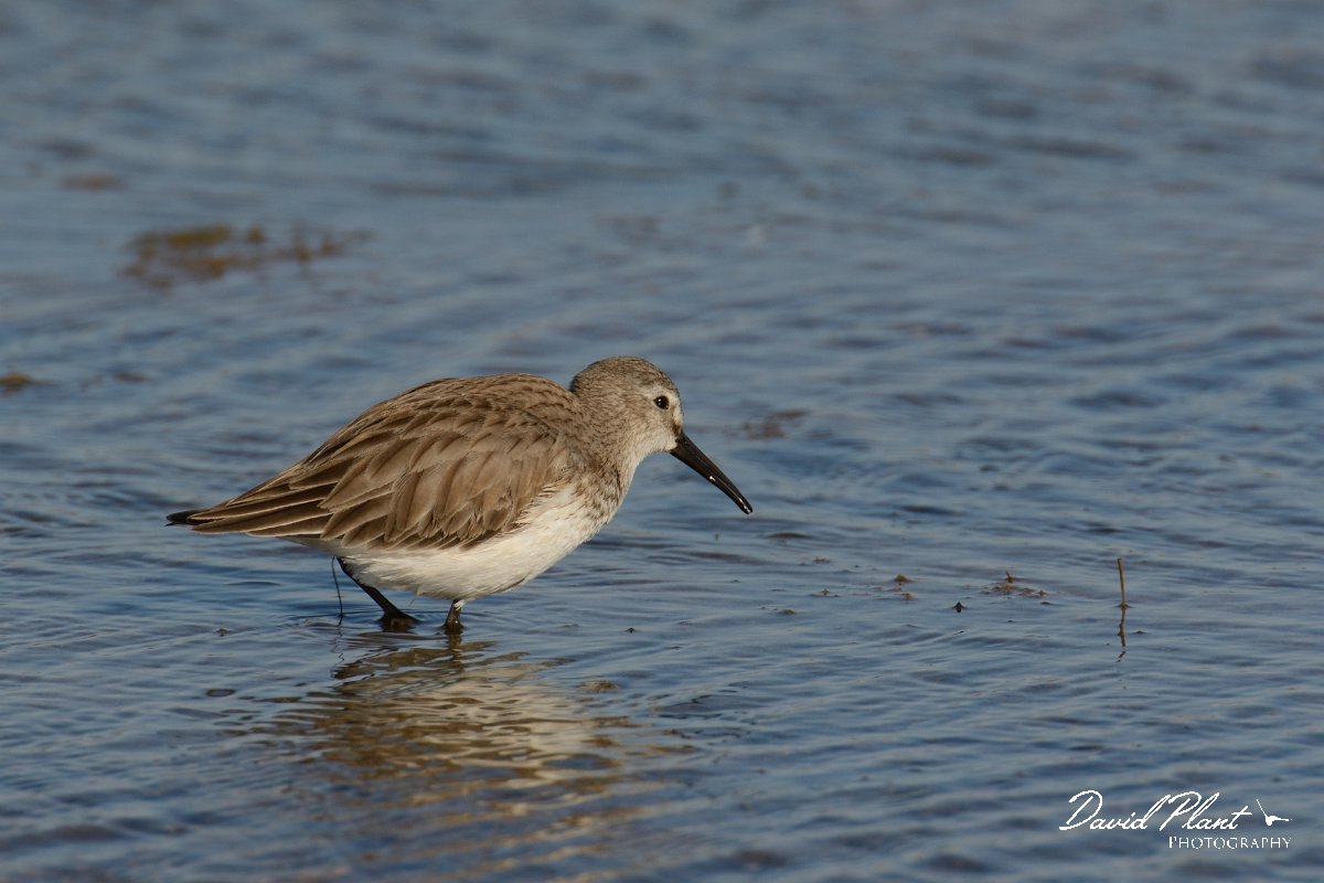 DPP - Wildlife Photography - Dunlin - B.jpg - Dunlin - Sitio das 4 Aguas