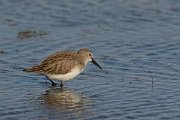 DPP - Wildlife Photography - Dunlin - B