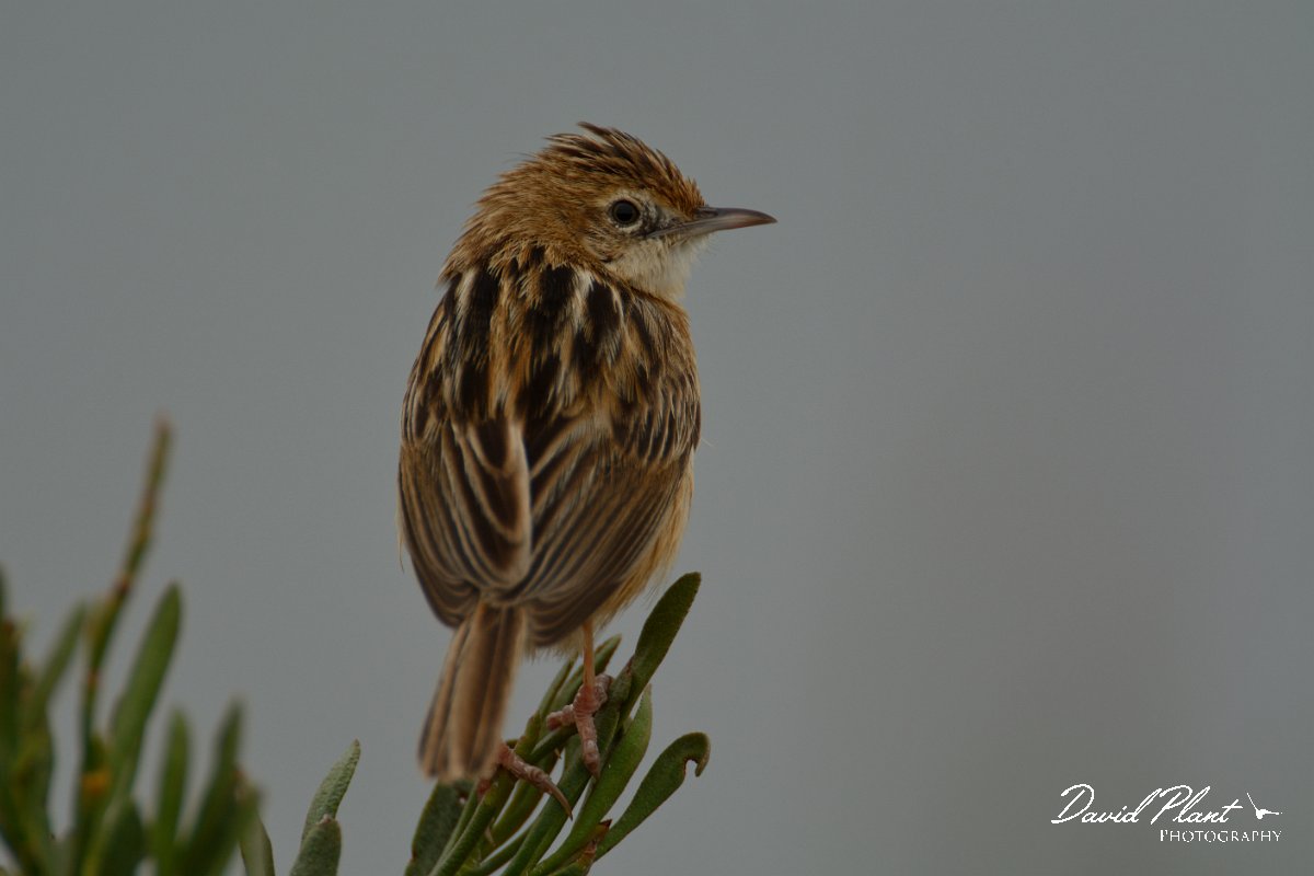 DPP - Wildlife Photography - Fan-tailed warbler - A.jpg - Fan-tailed warbler - Esteiro de Maria Nova