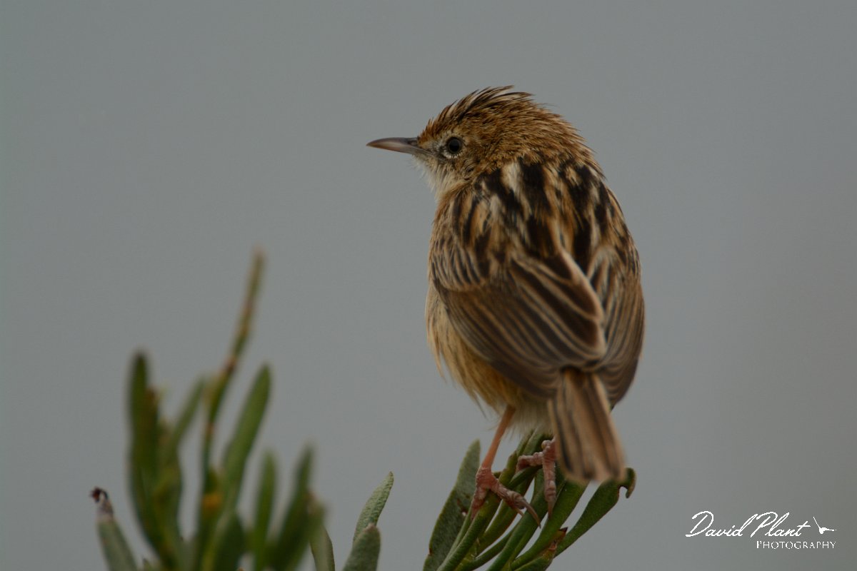 DPP - Wildlife Photography - Fan-tailed warbler - B.jpg - Fan-tailed warbler - Esteiro de Maria Nova