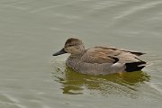 DPP - Wildlife Photography - Gadwall - B