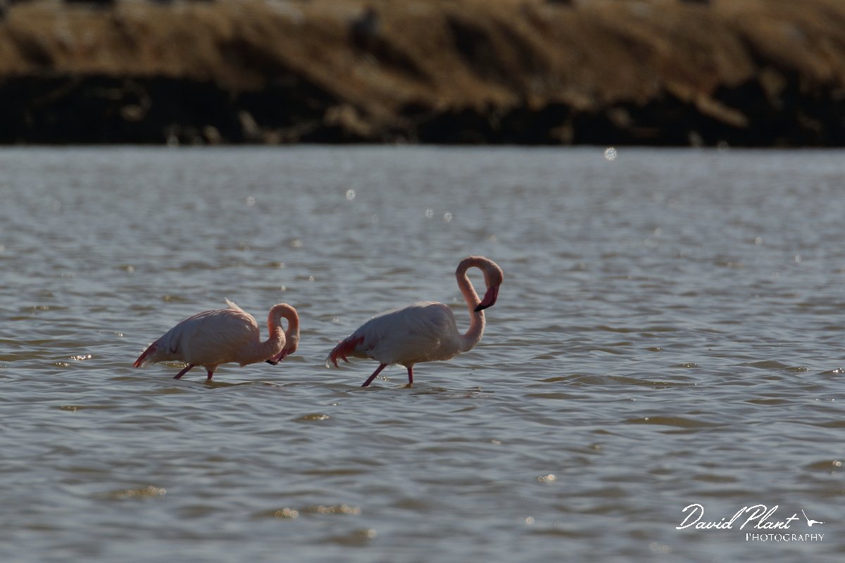 DPP - Wildlife Photography - Greater flamingo - A.jpg - Greater flamingo - Cerro do Bufo Saltpans