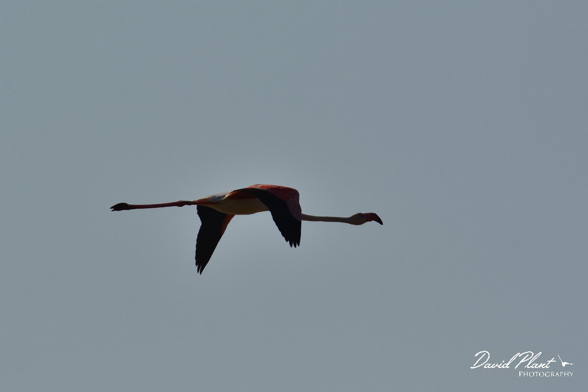 DPP - Wildlife Photography - Greater flamingo - B.jpg - Greater flamingo in flight - Cerro do Bufo Saltpans