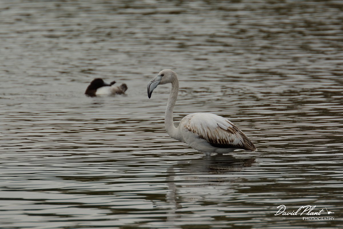 DPP - Wildlife Photography - Greater flamingo - C.jpg - Greater flamingo, juvenile - Esteiro de Maria Nova