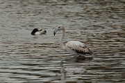 DPP - Wildlife Photography - Greater flamingo - C