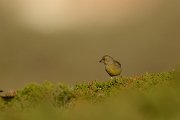 DPP - Wildlife Photography - Greenfinch - A
