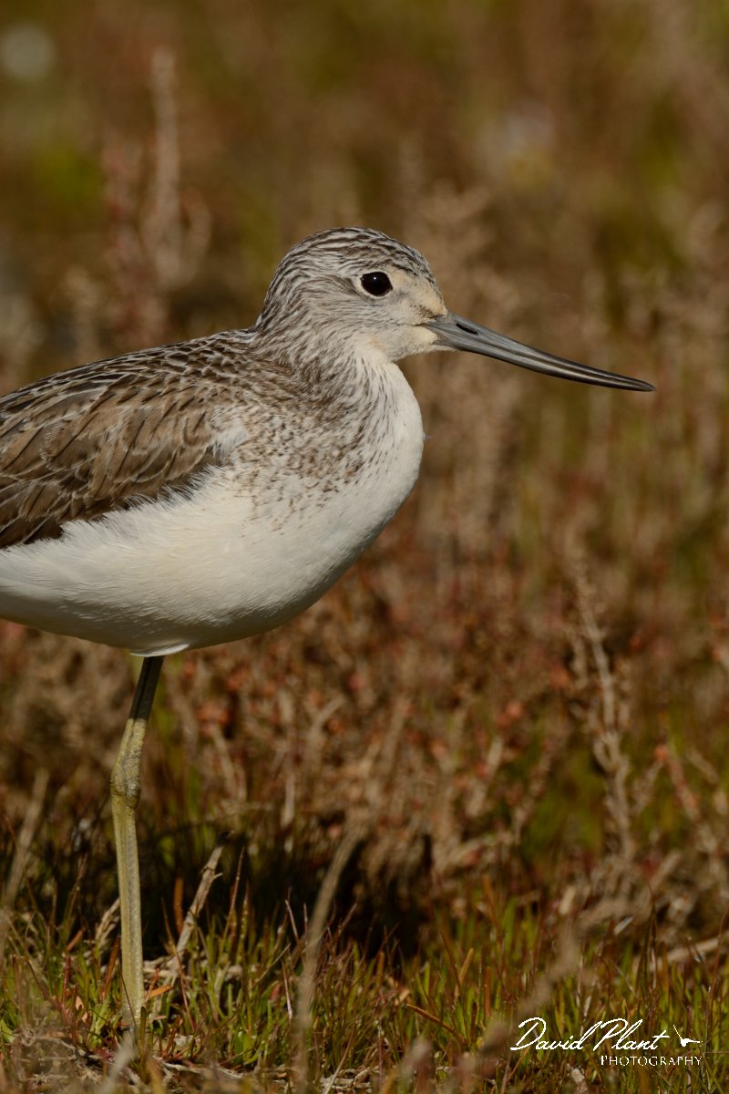 DPP - Wildlife Photography - Greenshank - C.jpg - Greenshank - Sapal de Venta-Moinhos